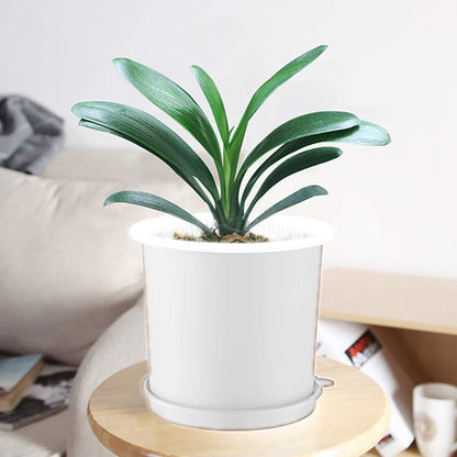 Promote Strong, Healthy Roots for Vibrant Plant Growth