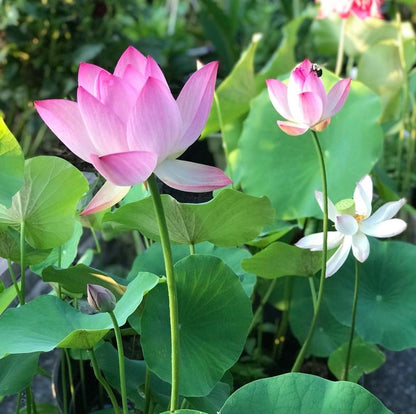 Bonsai Water Garden Seeds for Balcony and Pond
