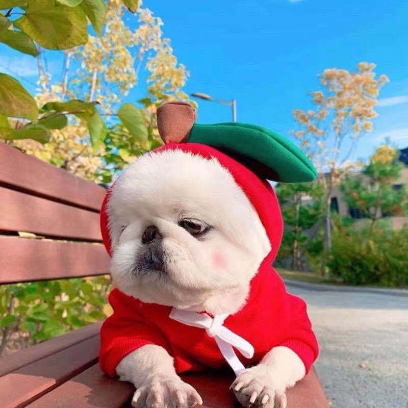Charming Fleece Hoodie for Small Dogs with Fun Hood Details