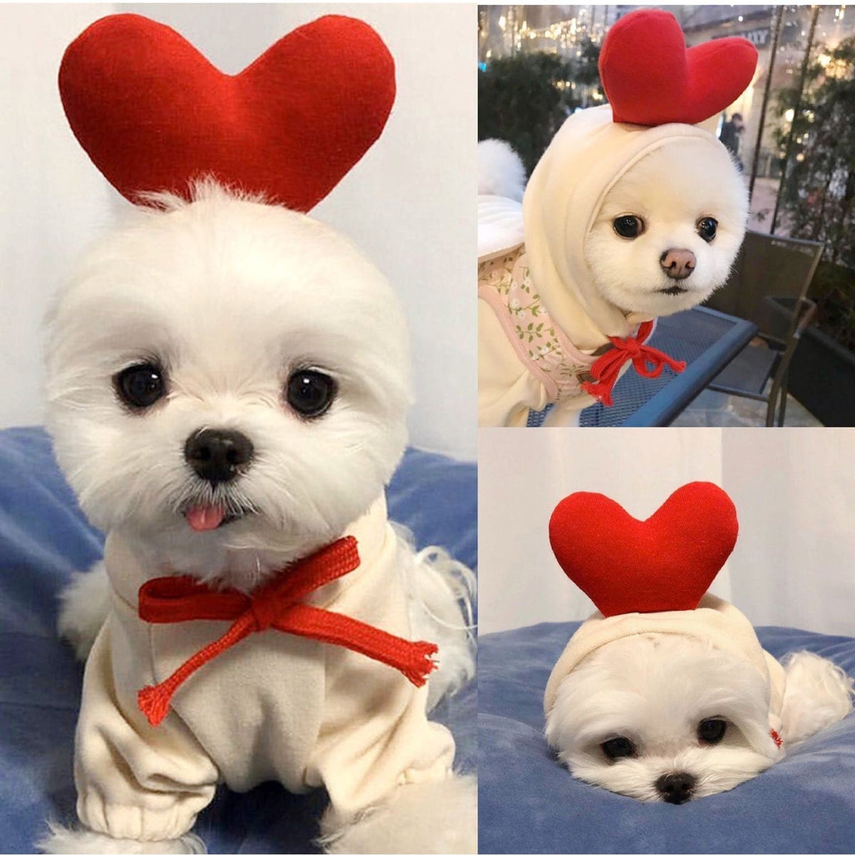 Charming Fleece Hoodie for Small Dogs with Fun Hood Details