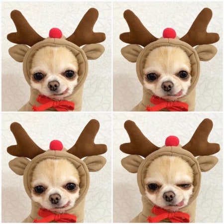 Charming Fleece Hoodie for Small Dogs with Fun Hood Details