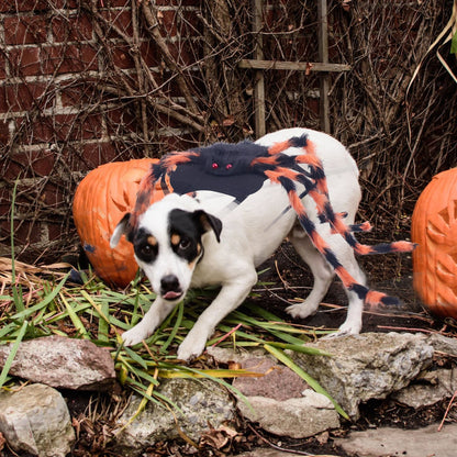 Spooky Spider Pet Outfit with Flexible Legs and Custom Fit