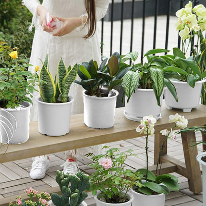 Promote Strong, Healthy Roots for Vibrant Plant Growth
