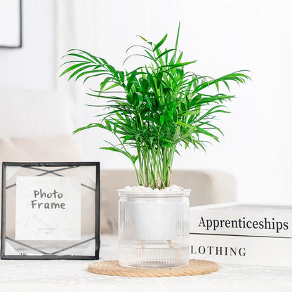 Effortless Moisture Supply for Succulents with HydroEase