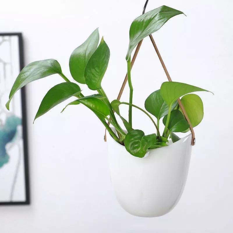 Transform Any Room Instantly with Stylish Hanging Planters