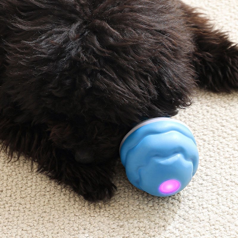 Keep Your Dog Mentally Engaged and Energetically Happy