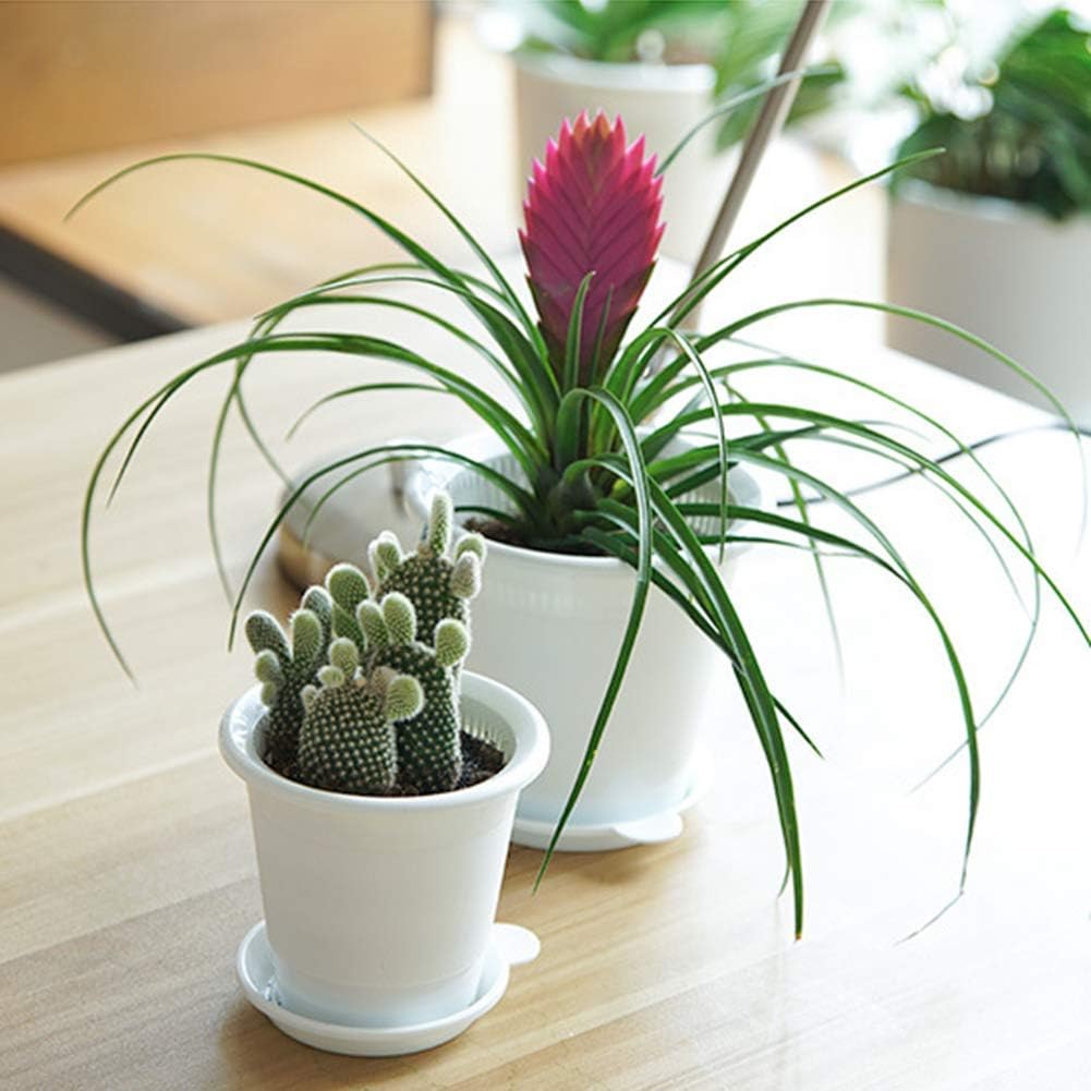 Promote Strong, Healthy Roots for Vibrant Plant Growth