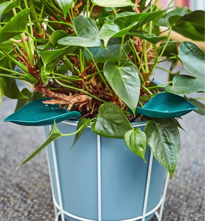 Clean Watering for Aquatic Plants Without Spills or Mess Every Time