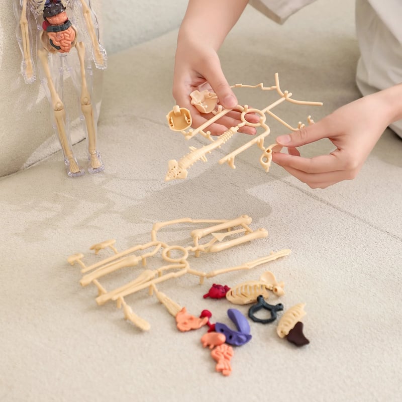 Interactive 3D Human Anatomy Model for Learning & Teaching