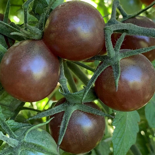 Black Cherry Tomato Seeds | 0.3 g | Sweet and Flavorful | Perfect for Pots, Balcony & Garden