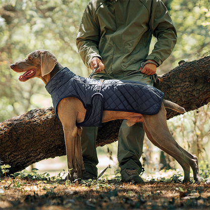 Keep Your Dog Warm and Visible During Every Walk