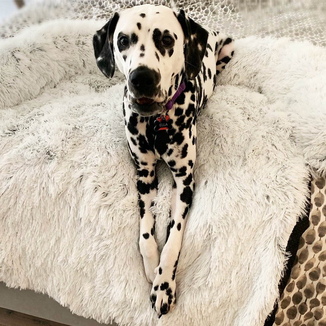 Washable, Warm, and Waterproof Autumn Cushion for Your Dog