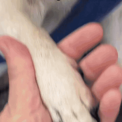 Safe Nail Cutting Tool – Stress-Free and Risk-Free