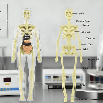 Interactive 3D Human Anatomy Model for Learning & Teaching