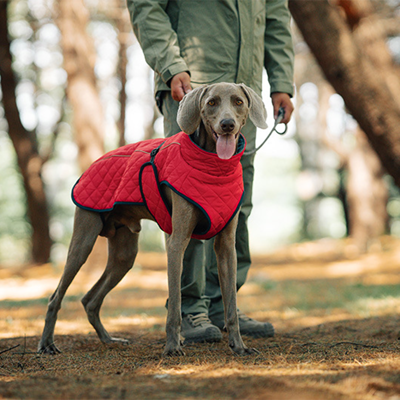 Keep Your Dog Warm and Visible During Every Walk