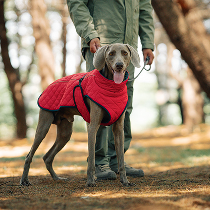 Keep Your Dog Warm and Visible During Every Walk