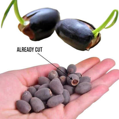 Bonsai Water Garden Seeds for Balcony and Pond