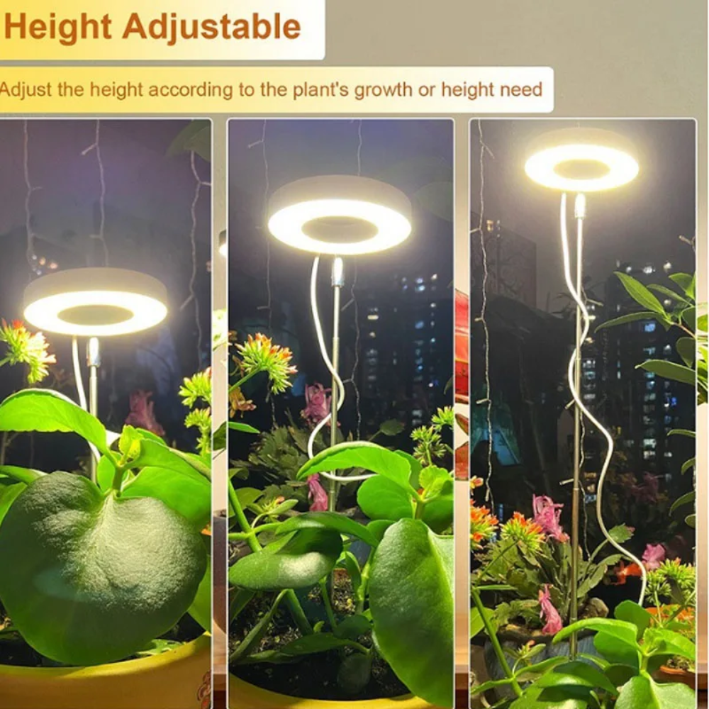 Keep Your Houseplants Healthy and Lively Year-Round