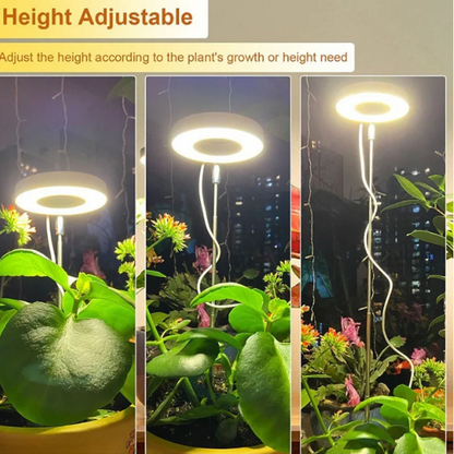 Keep Your Houseplants Healthy and Lively Year-Round
