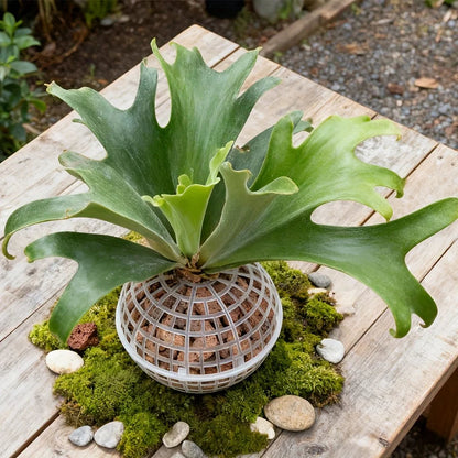 Contemporary Hanging Moss Ball | Plastic with Drainage Hole | Orchid and Fern Accessory | Indoor and Outdoor Use