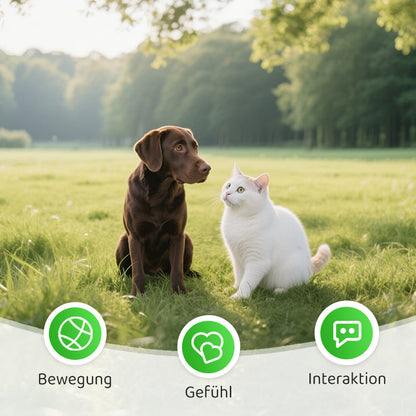 Buy 2 Get 1 Free | CatPlay – Chase, Play, and Enjoy – Fun for Your Cat!