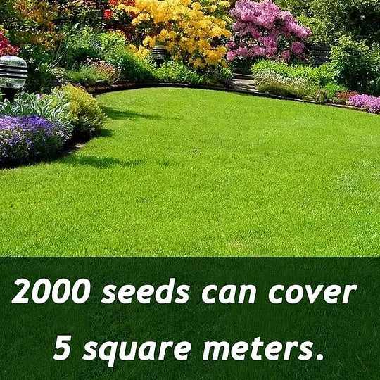 Lush Green Lawn Seed – Rapid Growth & All-Season Resilience