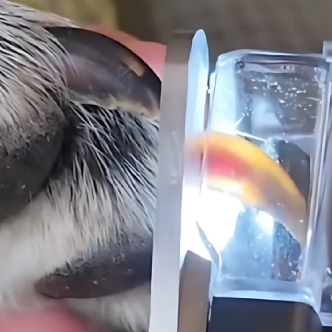 Dog Nail Clipper with Built-in LED Light for Safe Trimming