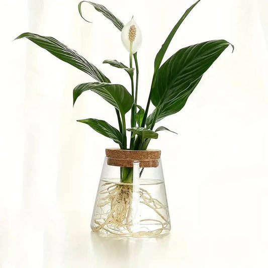 Elegant Glass Plant Growing Pot – Ideal for Garden Enthusiasts