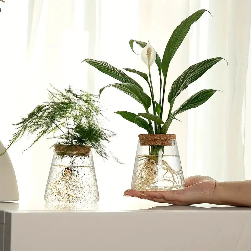 Elegant Glass Plant Growing Pot – Ideal for Garden Enthusiasts
