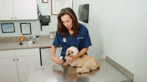 Dog Nail Clippers with Quick Sensors for Efficient Grooming