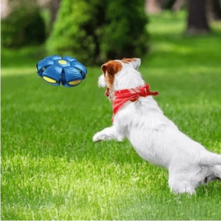 Dynamic 2-in-1 Fetch Toy: Frisbee & Ball Combo