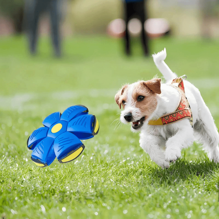 Dynamic 2-in-1 Fetch Toy: Frisbee & Ball Combo