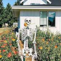 Skeleton