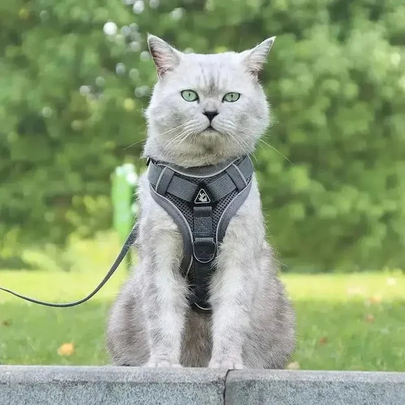 Y-Shaped Harness for Cats