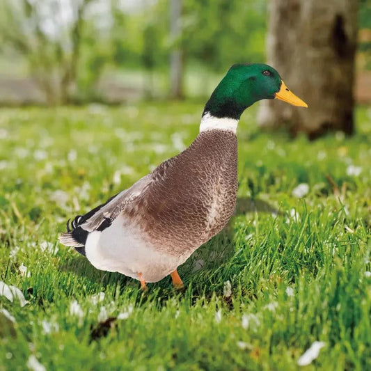 Realistic Duck Garden Statue for Outdoor Decor