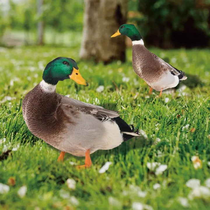 Realistic Duck Garden Statue for Outdoor Decor