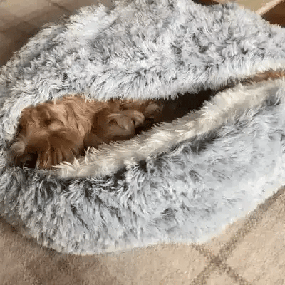 Dog Beds for Relaxing Sleep and Comfort