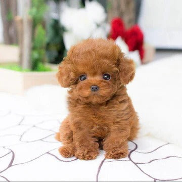 Realistic Plush Puppy Toy - Lucky Teddy Dog