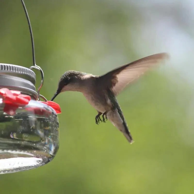 Clear Flower Design Hummingbird Feeder