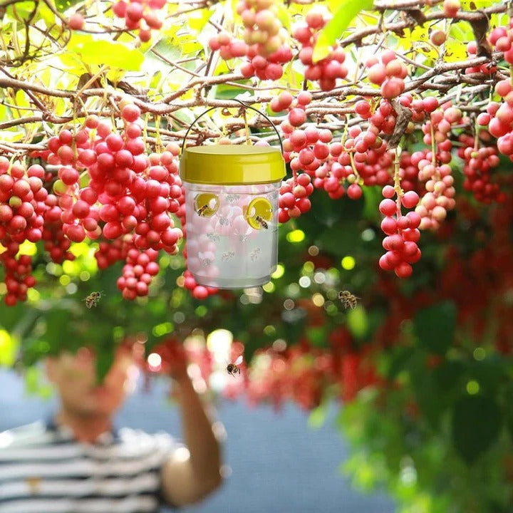 Fruit Fly Traps for Insects