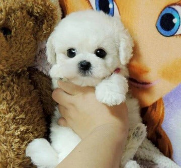 Realistic Plush Puppy Toy - Lucky Teddy Dog