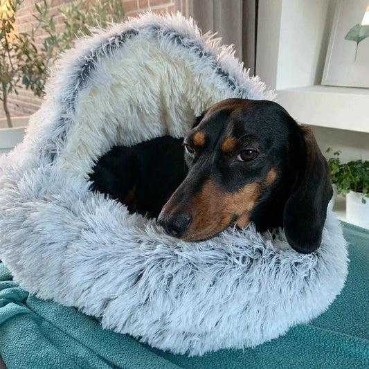 Dog Beds for Relaxing Sleep and Comfort