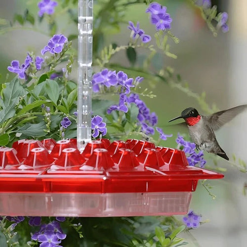 Hummingbird Feeder Featuring Integrated Ant Moat