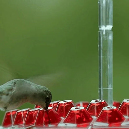 Hummingbird Feeder Featuring Integrated Ant Moat