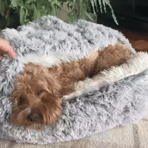 Dog Beds for Relaxing Sleep and Comfort