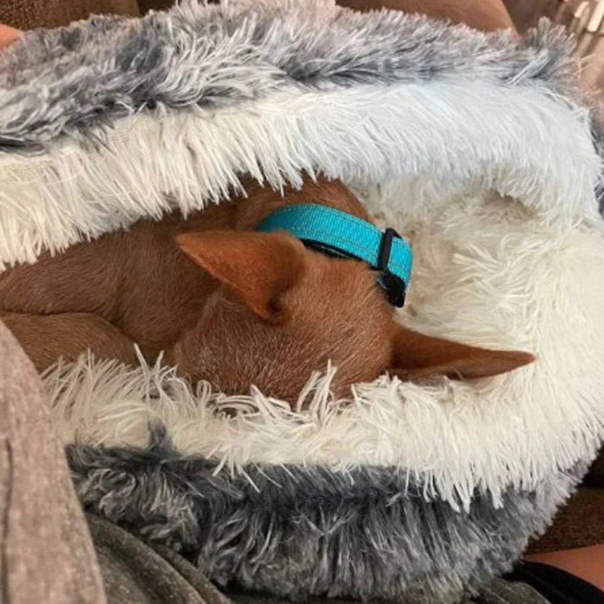 Dog Beds for Relaxing Sleep and Comfort