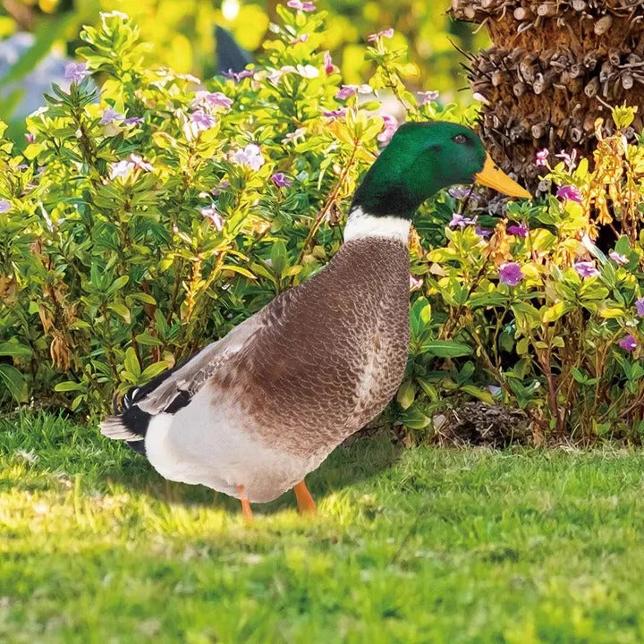 Realistic Duck Garden Statue for Outdoor Decor