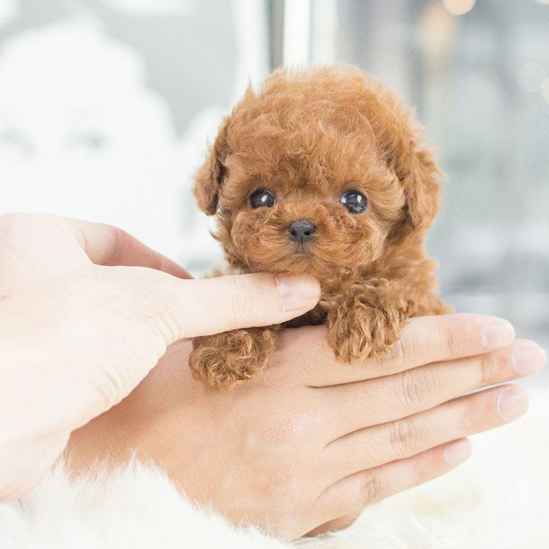 Interactive Puppy Toy with Realistic Movements
