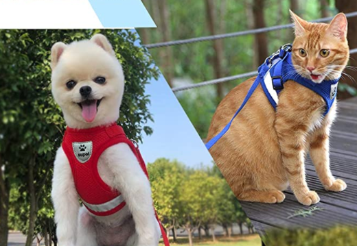 Explorer Harness - Safe Outdoor Gear for Cats