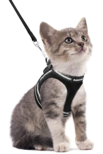Explorer Harness - Safe Outdoor Gear for Cats